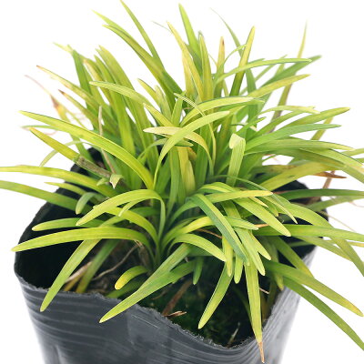 枯れる心配不要、竜の髭の植え方講座。株分けを兼ねた植え替え時期も解説!
