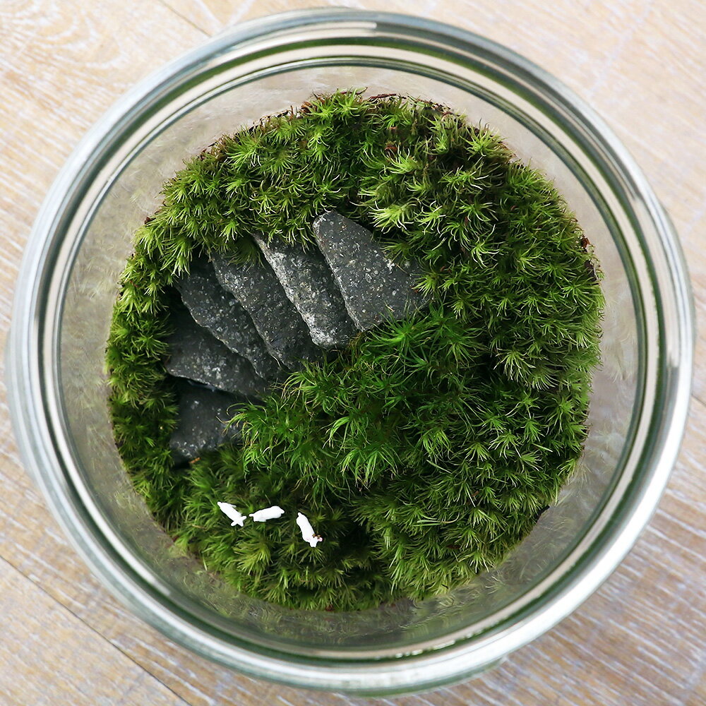 �ʴ��տ�ʪ���ݥƥ�ꥦ�ࡡ���ʥ쥤�����ȡ��䥮�����饹�ܥȥ�L����������