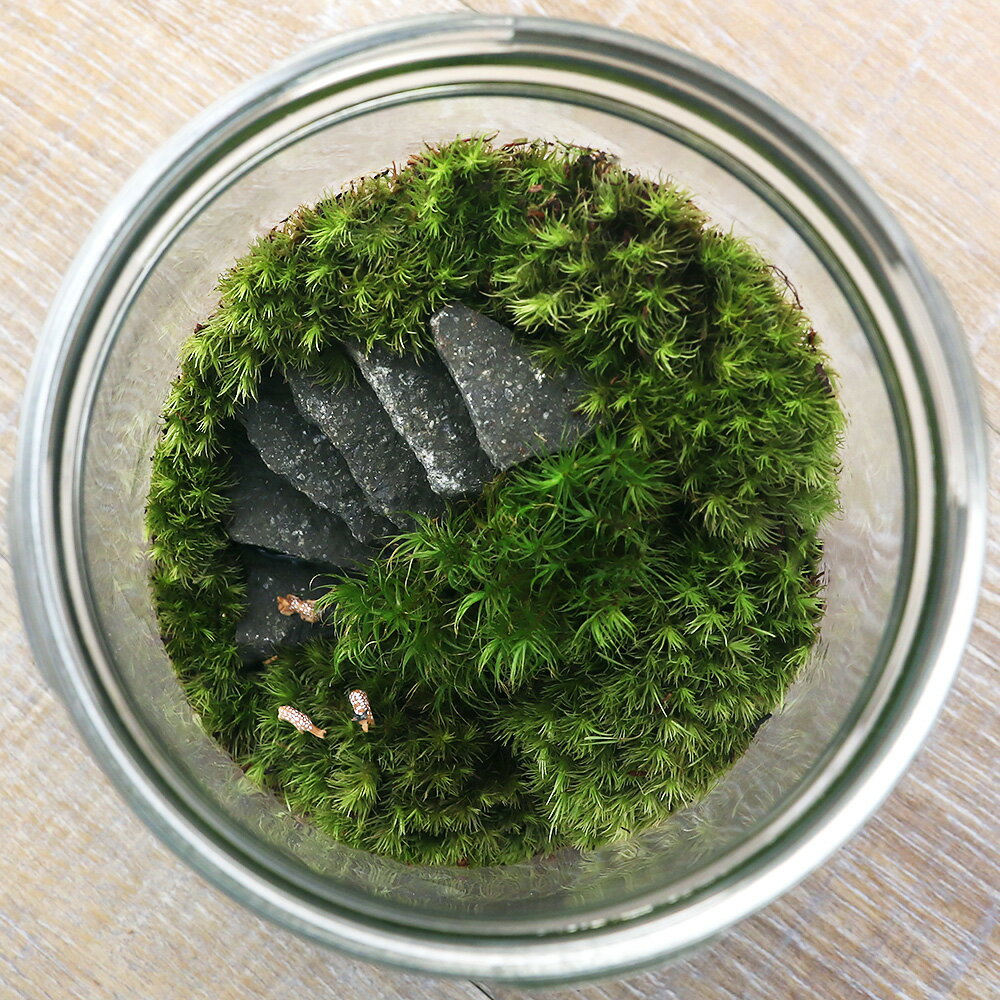 �ʴ��տ�ʪ���ݥƥ�ꥦ�ࡡ���ʥ쥤�����ȡ����������饹�ܥȥ�L����������