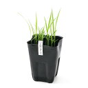 (ビオトープ)水生植物 お米の苗 あきたこまち 3号(1ポット)観賞用稲 自由研究