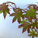 （山野草）盆栽　品種系モミジ　修善寺（シュゼンジ）3号（1ポット）【HLS_DU】