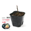 （観葉植物）果樹苗　イチジク　ロードス（秋果品種）3号（1ポット）家庭菜園【HLS_DU】