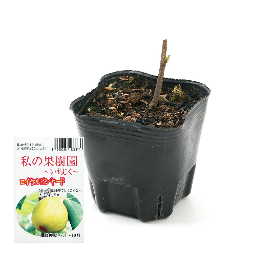 （観葉植物）果樹苗　イチジク　ロイヤルビンヤード（夏秋兼用品種）3号（1ポット）家庭菜園