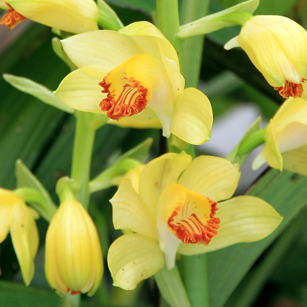 （山野草）ガンセキラン（岩石蘭）3．5号（1ポット）（休眠状態）