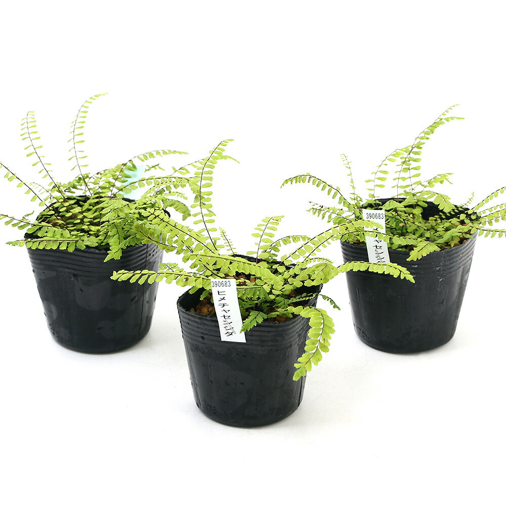 �ʻ�����˥������ӻ��˥ҥ���㥻�󥷥���ɱ����ӻ���2��5��3���1�ݥåȡ˾�����¿ǯ��