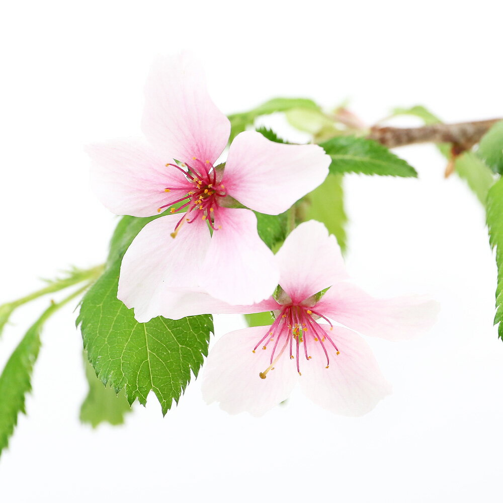 （山野草）盆栽　サクラ（桜）枝垂れ富士桜（シダレフジザクラ）3号（1ポット）【HLS_DU】