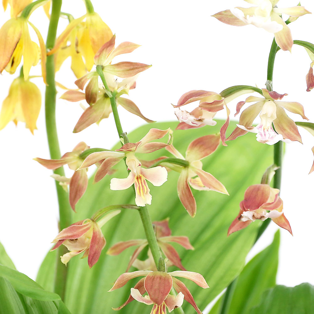 （山野草）エビネ（海老根）タカネエビネ（高嶺海老根）花色おまかせ 3．5号（1ポット）（休眠状態）