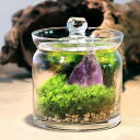 (観葉植物)苔テラリウム 鉱石レイアウト アメジスト(紫水晶)ガラスポットS 説明書付