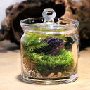 (観葉植物)苔テラリウム 鉱石レイアウト ダークアメジスト(紫水晶)ガラスポットS 説明書付
