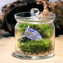 (観葉植物)苔テラリウム 鉱石レイアウト ラピスラズリ(瑠璃)ガラスポットS 説明書付