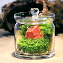 (観葉植物)苔テラリウム 鉱石レイアウト レッドジャスパー(赤碧玉)ガラスポットS 説明書付