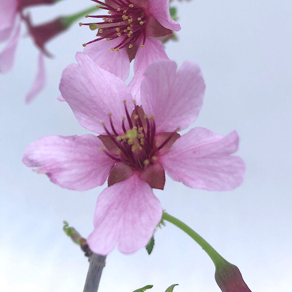 （山野草）盆栽　サクラ（桜）赤花八重（アカバナヤエ）3号（1ポット）（開花株）【HLS_DU】