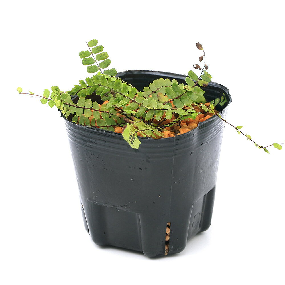 （山野草）シダ（羊歯）イヌチャセンシダ（犬茶筅羊歯）3号（1ポット）常緑性多年草