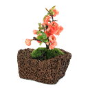 (山野草)苔盆栽 ボケ(木瓜)品種表記無し 溶岩石鉢(1鉢)