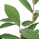 (観葉植物)サキシマスオウノキ(先島蘇芳木)3号(1ポット)