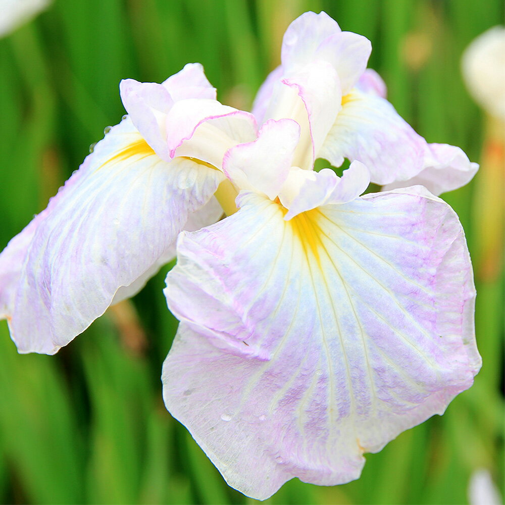 ビオトープ 水辺植物 花菖蒲 朝日空 アサヒゾラ 伊勢系薄紫白脈垂咲三英花 1ポット 【HLS_DU】