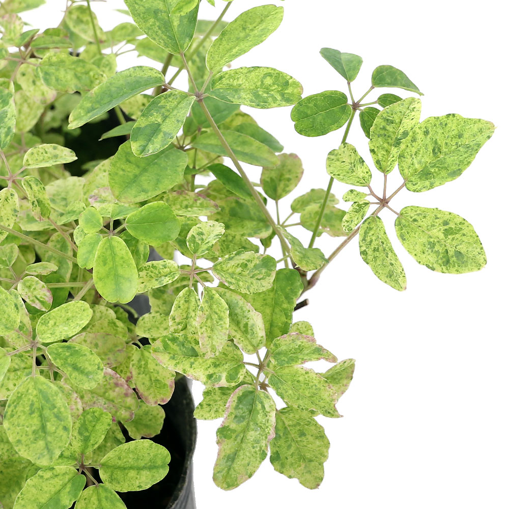 （山野草）盆栽　斑入り五つ葉アケビ　苗　3号（1ポット）のサムネイル