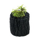 (山野草)苔盆栽 炭鉢植え フロウソウ Sサイズ(1鉢)