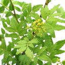 (山野草)山菜 大ポット 朝倉山椒 6号(1ポット)家庭菜園 同梱不可