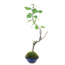 (山野草)苔盆栽 ボケ(木瓜)品種表記無し おまかせ色小鉢(1鉢)