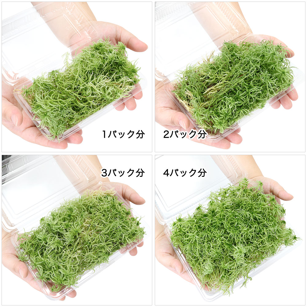 （観葉植物）テラリウム　苔　ウロコミズゴケ　1パック分