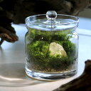 (観葉植物)苔テラリウム 鉱石レイアウト シトリン(黄水晶)ガラスポットS(1個) 説明書付