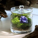 (観葉植物)苔テラリウム 鉱石レイアウト ソーダライト(方曹達石)ガラスポットS(1個) 説明書付