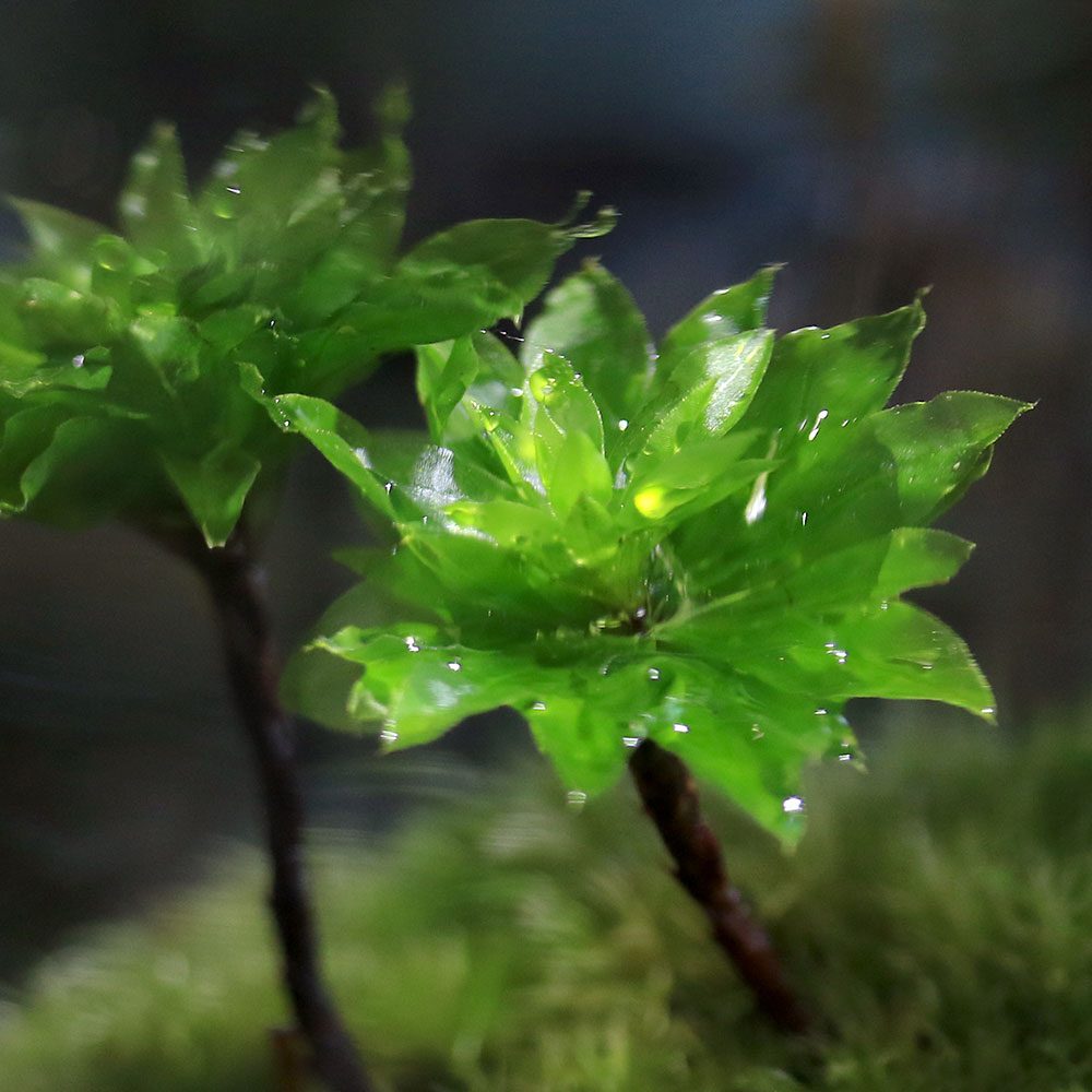 �ʴ��տ�ʪ���ݥƥ�ꥦ�ࡡ���Х쥤�����ȡ������ʥ��ȡʥ������������˥ݥåץ��㡼S��1�ġˡ���������