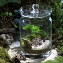 (観葉植物)苔テラリウム 化石レイアウト アンモナイトスライス(オオカサゴケ)ポップジャーM(1個) 説明書付