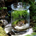 (観葉植物)苔テラリウム 化石レイアウト アンモナイトスライス(マンネングサ)ポップジャーM(1個) 説明書付