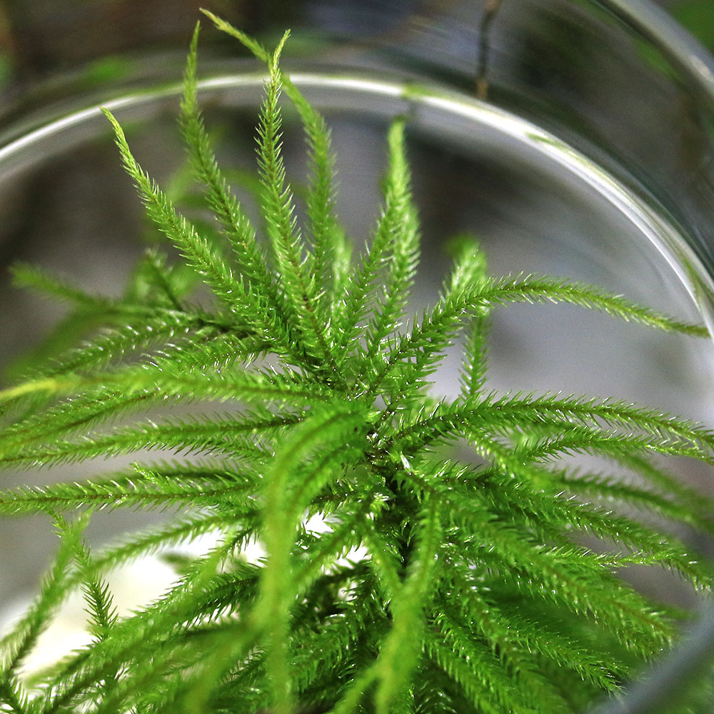 �ʴ��տ�ʪ���ݥƥ�ꥦ�ࡡ���Х쥤�����ȡ������ʥ��ȥ��饤���ʥޥ�ͥ󥰥��˥ݥåץ��㡼S��1�ġˡ���������