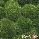 (テラリウム)苔 アラハシラガゴケ(粗葉白髪苔)半トレー分