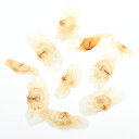 (観葉植物)種子 コルクノウゼンの種(3粒)発芽保証なし