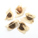 (観葉植物)種子 モリンガの種(3粒)発芽保証なし