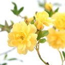 (観葉植物)モッコウバラ(木香薔薇)黄花八重咲モッコウバラ 3.5〜4号(1ポット)