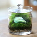 (観葉植物)苔テラリウム 鉱石レイアウト グリーンムーンストーン(月長石) ガラスポットS 説明書付