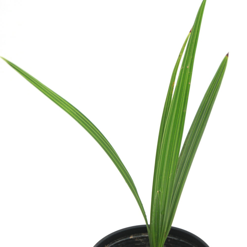 楽天市場】シルバー(種類(植物)ヤシ)(観葉植物|花・観葉 楽天市場】シルバー(種類(植物)ヤシ)(観葉植物|花・観葉