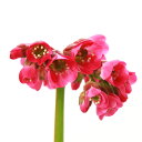 (山野草)赤花ヒマラヤユキノシタ 2.5~3号(1ポット)