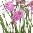 (山野草)千島ラッキョウ 2.5号(1ポット) 家庭菜園