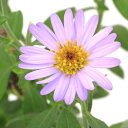 (山野草)キク(菊) ヒメノコンギク(姫野紺菊) 初姫 3号(1ポット)