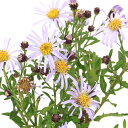 (山野草)キク(菊) アオバナヒメノコンギク(青花姫野紺菊) 3号(1ポット)