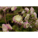 (山野草)ユキワリソウ(雪割草)茜鶴(アカネヅル)千重咲き 3号(1ポット)