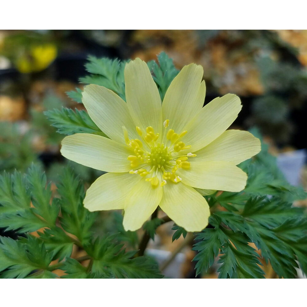 雪解けを告げる春の花！品種系フクジュソウ（福寿草）　秩父白セルフ（チチブシロセルフ）　3号特徴フクジュソウは山地の林床に見られるキンポウゲの仲間です。古くから春を告げるめでたい植物として愛好され、かつては古典園芸植物として多くの品種が存在しました。現在では品種数は減りましたが、今なお愛好家により美しい花を持つ品種が作出されています。初春に咲き、夏になると地上部が枯れる典型的なスプリング・エフェメラルです。育成は蕾が膨らんだらしっかり日に当てることと、水切れに十分に注意することがポイントです。非常に長い根たくさん出すので、鉢は大きく深めのものを使うほうが良いでしょう。夏に地上部が枯れた後9月以降に植え替えを行うと良いでしょう。※画像は開花イメージです。販売株について●鉢（ポット）径　：　約9cm ●鉢の種類　：　ビニールポット　※入荷状況や生長度合いにより高さは異なります。画像はあくまでも目安としてご覧下さい。学名（※）Adonis　amurensis（※）…改良品種や学名が不明の種は流通名での記載の場合があります。別名ガンジツソウ、元日草、ツイタチソウ、朔日草分類キンポウゲ科フクジュソウ属園芸分類耐寒性多年草（宿根草）原産地日本／北海道から九州置き場所水はけの良い土を好みます。冬から春先日が当り、夏場は木陰になるような場所が適しています。水やり鉢土の表面が乾いたらたっぷりと与えます。肥料芽出し時と花後に1回ずつ、緩効性の固形肥料を施します。ご注意※画像はイメージです。※本種は早春植物で、春先（1月〜4月）にかけてのみ地上部に葉を展開し花を咲かせる植物です。夏〜冬にかけては休眠期となり地上部が無い状態でのお届けとなる場合がございます。※成長状態により出荷サイズには差異がございます。また、1ポットあたりのボリュームも異なる場合がございます。※株分け、植え替え後の場合がございます。※開花の時期は株の成長度合いや、時期によりそれぞれ異なります。 お届けする苗の状態について※入荷時期、成長状態により出荷サイズには差異がございます。※株分け、植え替え前後の場合では1ポットあたりのボリュームが異なる場合がございます。※画像はイメージです。鉢の色や大きさ、形状は異なる場合がございます。※剪定後の場合先端部分を切り詰めている場合がございます。※休眠株の表記は目安になります。※ハウス内で管理された苗のお届けとなる場合がございます。加温されている為、開花期・成長状態等が一般的な季節よりずれてしまう場合がございます。ビバリウム・テラリウムで苔をご使用になる場合の注意点ガーデニングの用語一覧葉水（はみず）⇒霧吹きで葉に水を吹きかけること。空中湿度を保ったり、葉の温度を下げるなどの目的で行う。元肥（もとごえ）⇒植物を植える際、あらかじめ用土に加えておく肥料のこと。追肥（ついひ）⇒植物を育てている途中で補給する肥料のこと。もしくはその肥料を補給すること。お礼肥（おれいごえ）⇒花を咲かせたり果実を収穫した後の、植物を回復させる為に与える肥料のこと。主に速効性化成肥料を用いることが多い。寒肥（かんごえ）⇒冬に農作物や庭木に施す肥料のこと。主に遅効性肥料（有機質肥料）を用い、休眠期に土中で分解させておくことで、春にちょうど良い 具合に効き始め効果が持続する。根腐れ（ねぐされ）⇒水や肥料を与えすぎたり、水はけが悪いなどの原因で根が腐ること。根腐れを起こした植物は、悪臭を放つ場合がある。葉やけ（はやけ）⇒直射日光の当てすぎで、葉が変色したり、枯れたりすること。短日処理（たんじつしょり）⇒暗期が一定時間より長くなると開花が促進される植物（短日植物）に、光の当たる時間を調整すること。苞（ほう）⇒葉が変形したもので、つぼみを包んでいた葉のこと。花を保護する役割がある。（山野草）品種系フクジュソウ（福寿草）　七変化（シチヘンゲ）(休眠株)　3号（1ポット）（山野草）品種系フクジュソウ（福寿草）　高遠桜（タカトオザクラ）(休眠株)　3号（1ポット）（山野草）品種系フクジュソウ（福寿草）　日南（ヒナミ）(休眠株)　3号（1ポット）（山野草）品種系フクジュソウ（福寿草）　爪折笠（ツマオレガサ）(休眠株)　3号（1ポット）（山野草）品種系フクジュソウ（福寿草）　倭（ワ）(休眠株)　3号（1ポット）（山野草）品種系フクジュソウ（福寿草）秩父白セルフ（チチブシロセルフ）(休眠株)　3号（1ポット）（山野草）品種系フクジュソウ（福寿草）　秩父深紅セルフ（チチブシンクセルフ）(休眠株)　3号（1ポット） … ガーデニング　花　苗　ガンジツソウ　元日草　ツイタチソウ　朔日草　キンポウゲ　育て方　育成方法　栽培方法　観葉植物　フクジュソウ　縁起　お正月　Adonis　amurensis　ガンジツソウ　元日草　ツイタチソウ　朔日草　キンポウゲ科フクジュソウ属　耐寒性多年草　宿根草　日本　北海道から九州　y24m11　NMIYA　2024kouk　20241121　sousyun25p　休眠株　休眠■この商品をお買い上げのお客様は、下記商品もお買い上げです。※この商品には付属しません。■（山野草）品種系フクジュソウ（福寿草）　七変化（シチヘンゲ）(休眠株)　3号（1ポット）（山野草）品種系フクジュソウ（福寿草）　高遠桜（タカトオザクラ）(休眠株)　3号（1ポット）（山野草）品種系フクジュソウ（福寿草）　日南（ヒナミ）(休眠株)　3号（1ポット）（山野草）品種系フクジュソウ（福寿草）　爪折笠（ツマオレガサ）(休眠株)　3号（1ポット）（山野草）品種系フクジュソウ（福寿草）　倭（ワ）(休眠株)　3号（1ポット）（山野草）品種系フクジュソウ（福寿草）秩父白セルフ（チチブシロセルフ）(休眠株)　3号（1ポット）（山野草）品種系フクジュソウ（福寿草）　秩父深紅セルフ（チチブシンクセルフ）(休眠株)　3号（1ポット）