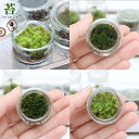 (観葉植物)苔テラリウム 3種類の苔セット 苔を観察してみよう! ヤマゴケ スナゴケ スギゴケ(1セット)説明書付