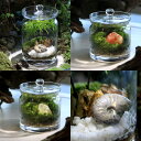 (観葉植物)苔テラリウム 地球の歴史を感じよう 鉱石・化石レイアウト3種セット 虹色アンモナイト カーネリアン シトリン 育て方の説明書付(1セット)