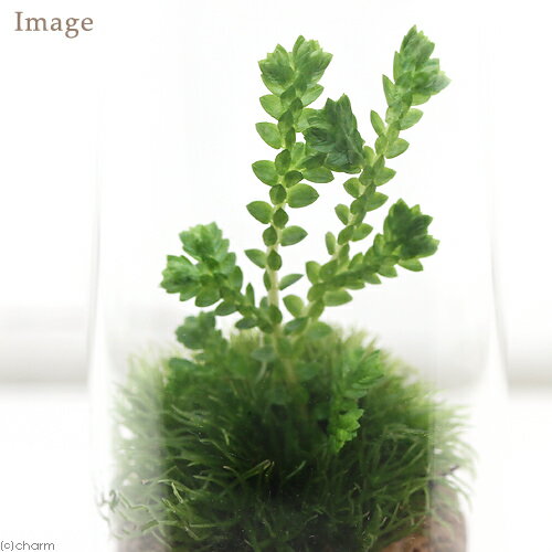 �ʴ��տ�ʪ���ݥƥ�ꥦ�ࡡ3����ݥ��åȡ��ݤ�ѻ����Ƥߤ褦��������६�饹���������ա�3�ġ˥����ƥ�ꥦ�ࡡ�ݥƥ顡�����ƥ顡�ݡ�����ƥꥢ