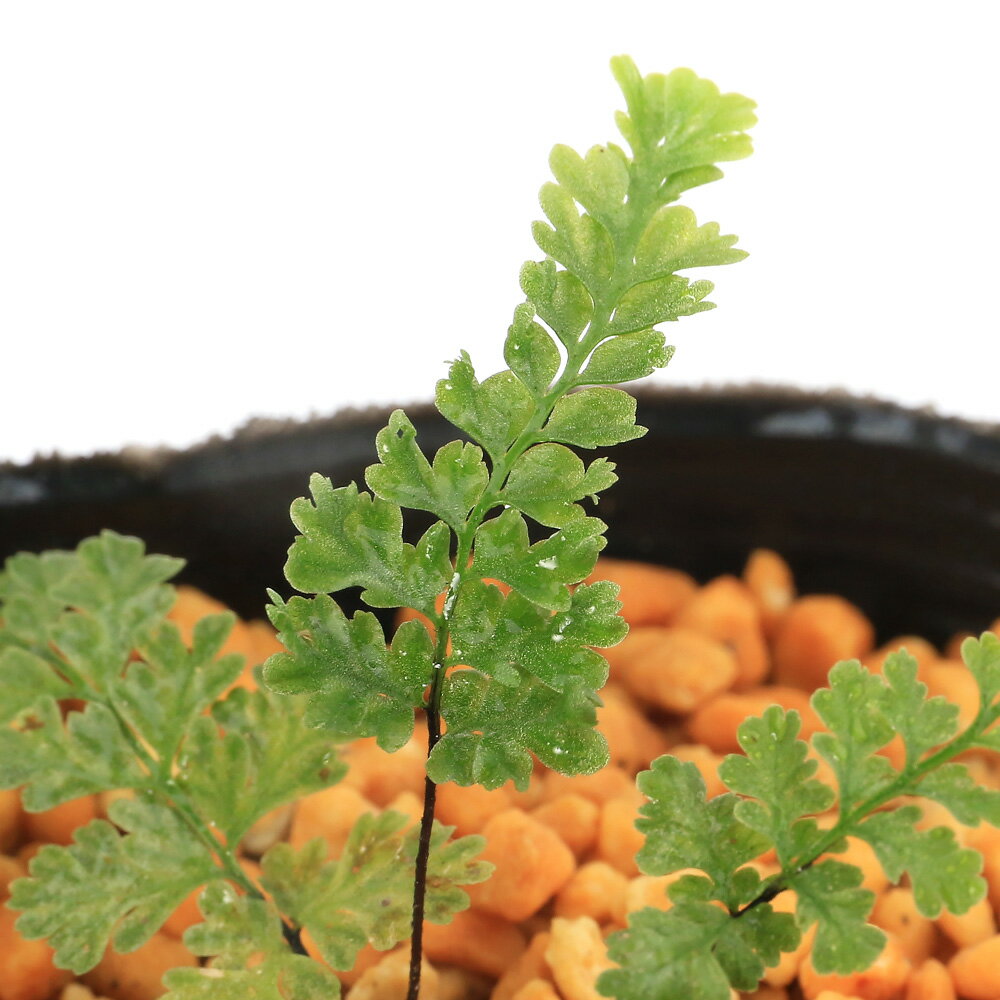 （山野草）シダ（羊歯）クロガネシダ（黒鉄羊歯） 3号（1ポット）常緑性多年草