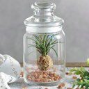(観葉植物)洋ラン ボトルドオーキッド スイング おまかせ洋ラン レッドアベンチュリン(さざれ石)1個 ギフト インテリア ガラスボトル