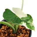 (観葉植物)一点物 斑入り クワズイモ 5号(1鉢)(392472)