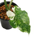 (観葉植物)一点物 斑入り クワズイモ 5号(1鉢)(392500)